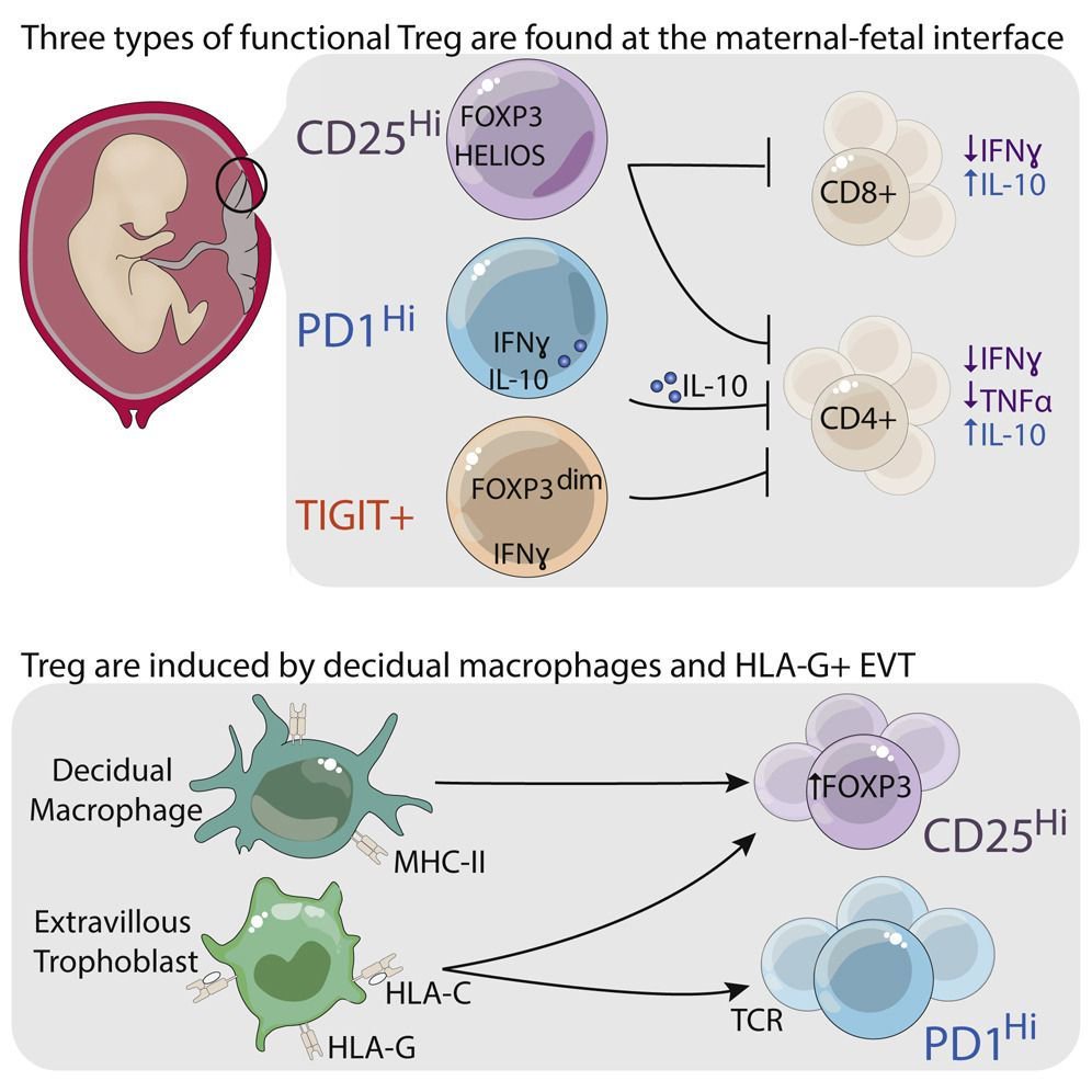 mmw_lmw's tweet photo. the #Human_MaternalFetal_Interface | Three Types of Functional Regulatory T Cells Control T Cell Responses | Tamara Tilburgs @Harvard @CellReports https://t.co/hyqDPGQQD9 | #May_ReCap https://t.co/ncl0aN8AVB