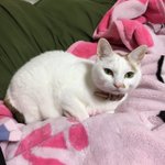 猫の食欲がなくて心配…病院に行ったら衝撃の診察結果が!