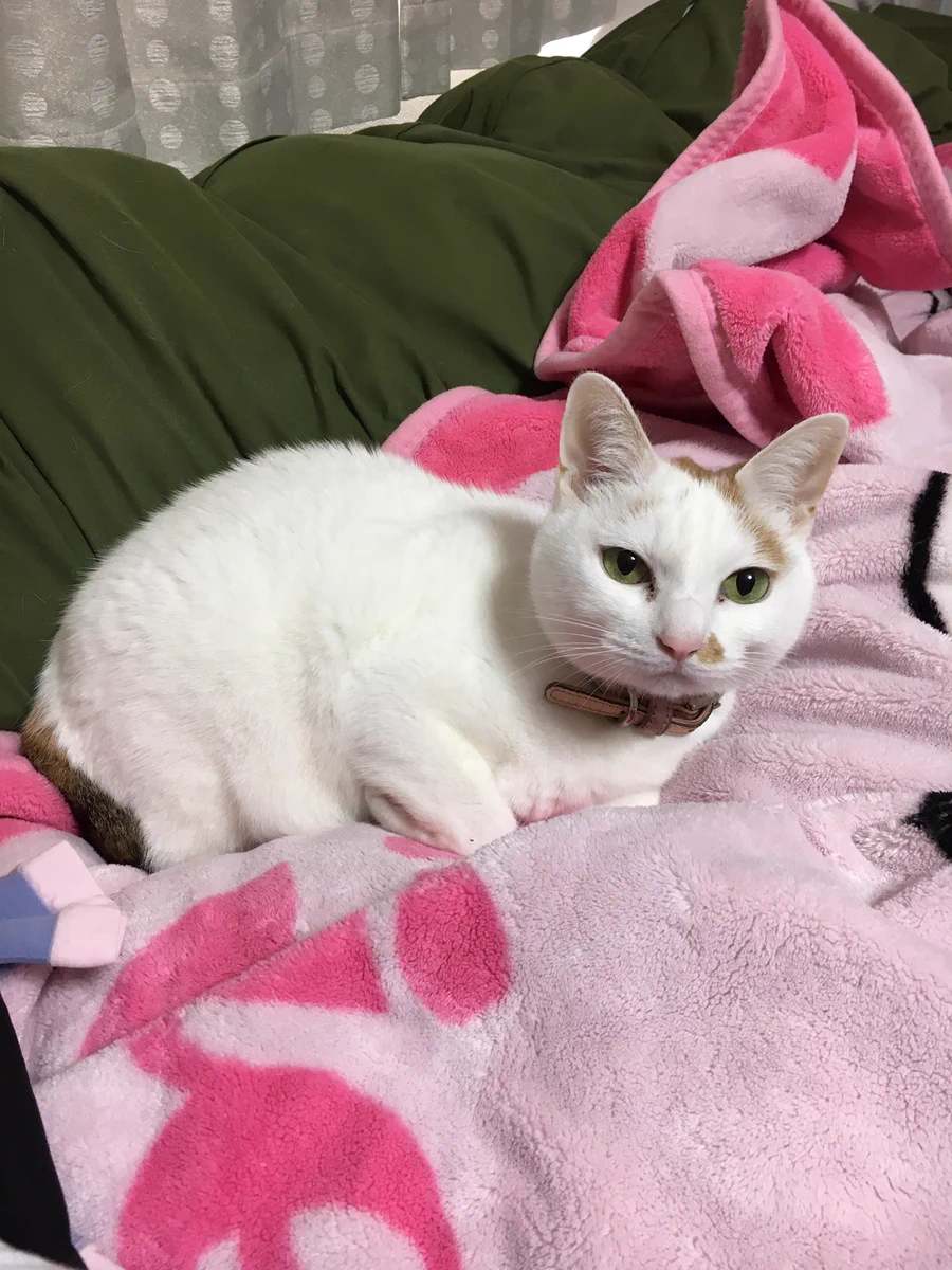 猫の食欲がなくて心配…病院に行ったら衝撃の診察結果が！