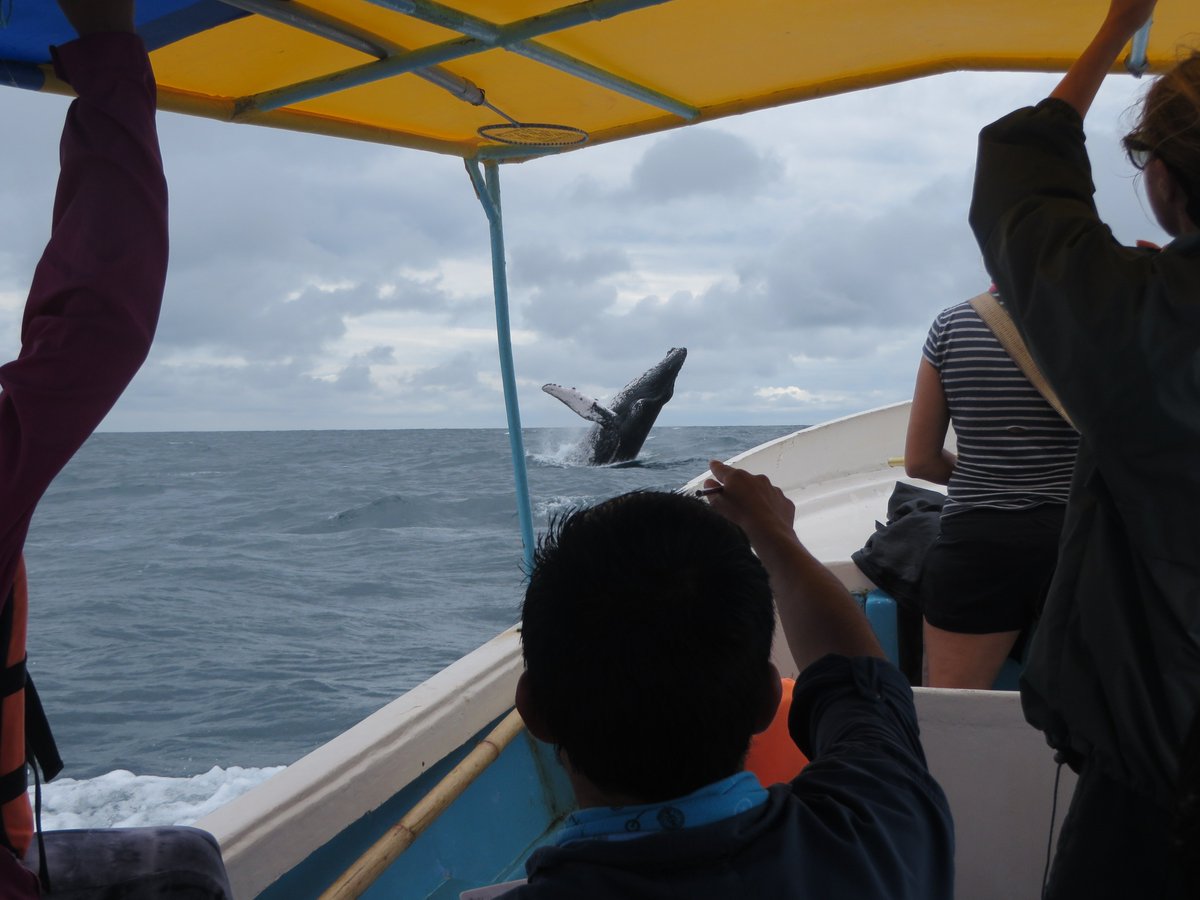 Javier Oña tweet media