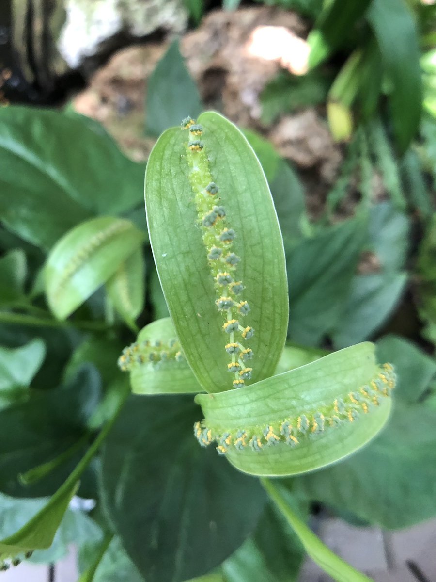 _goldengrams's tweet photo. #plantreport https://t.co/kvhRMzv64s