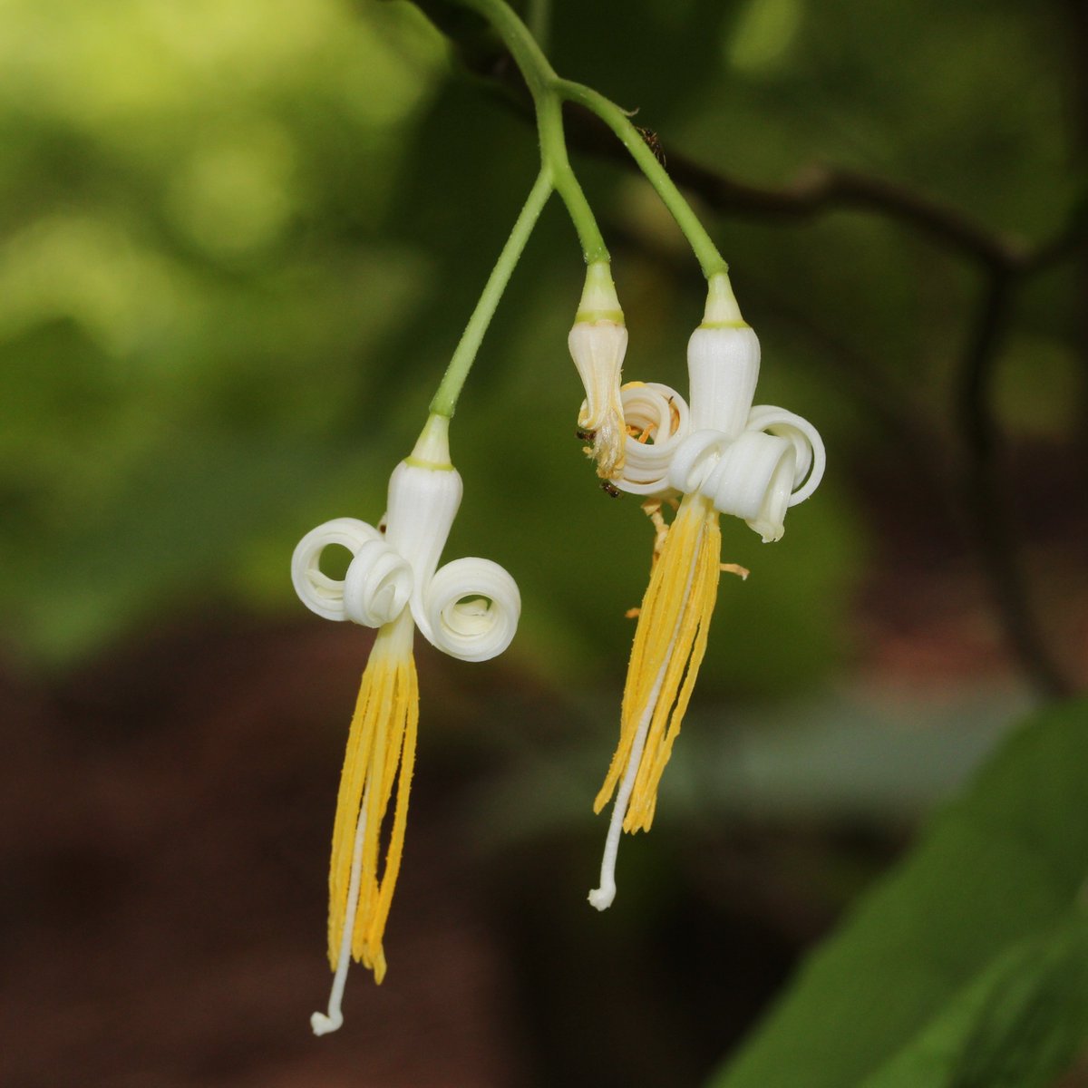 366日の花個紋 Pa Twitter 6月2日の花個紋 瓜の木枝丸 うりのきえだまる 個意ことば 厳格 自分に厳しく他人に優しく 自律自制の精神を持った人 今日の花個紋はこちら T Co Pngz8nw7fv 誕生日 西川大輔 又吉直樹 Hanakomon 花個紋 T
