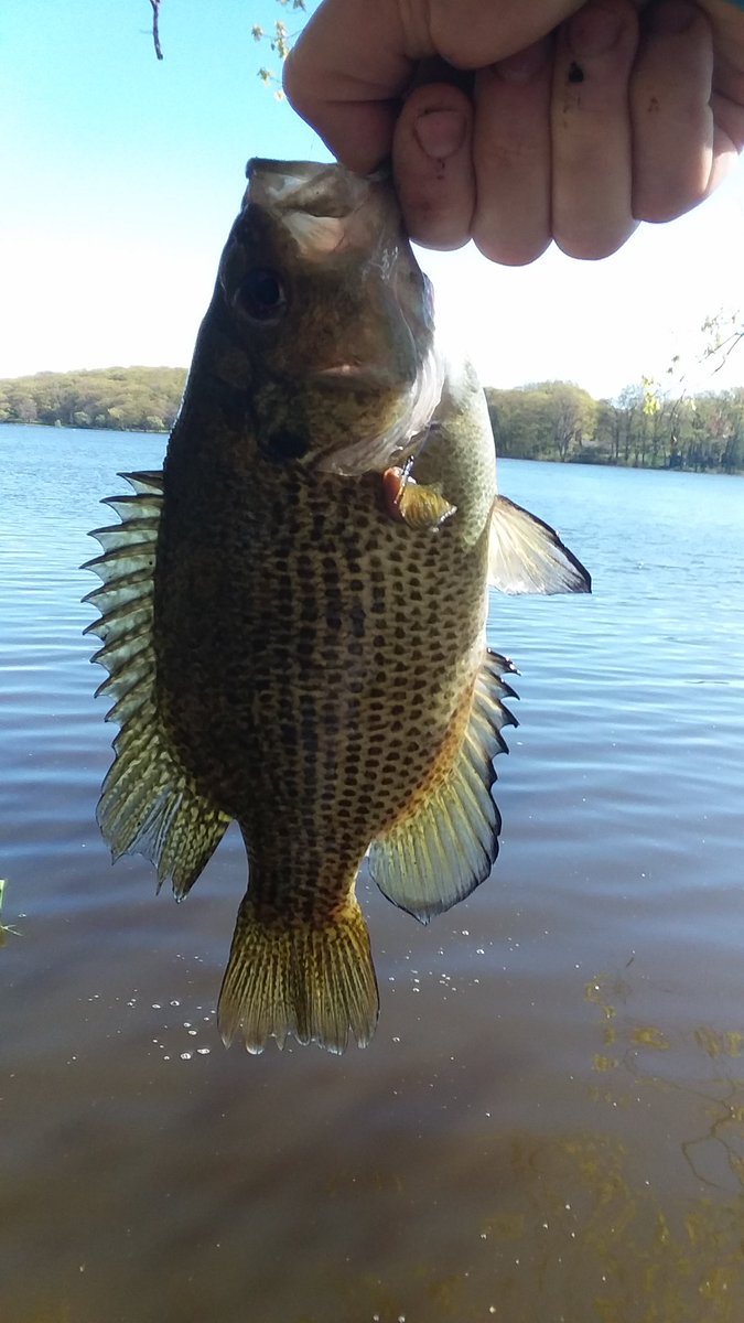 Worm_Dunker's tweet photo. Spring is here. Show me your newest #fishing pic. https://t.co/AosqTlf0Ff