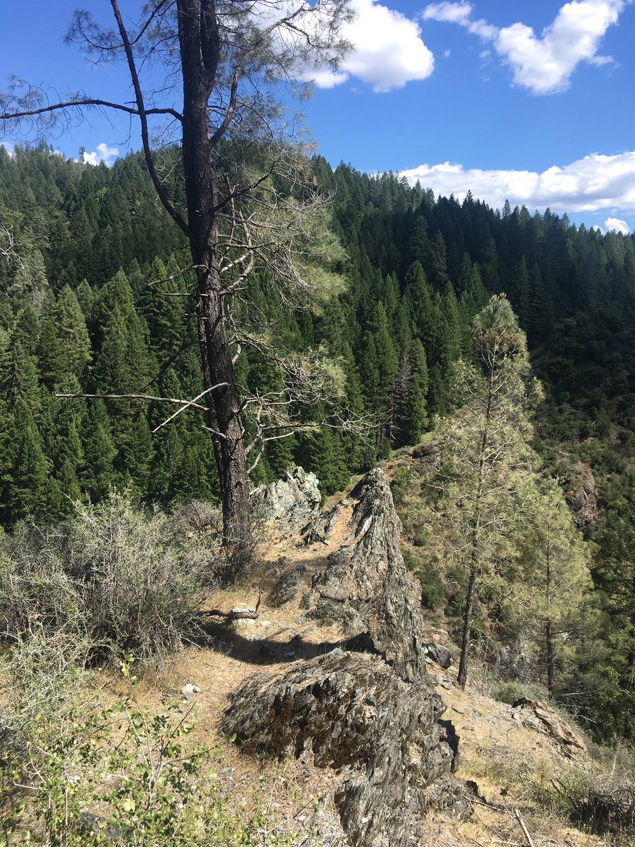 bombus_nevinii's tweet photo. #fieldwork day 11: With that, sampling is done! A big thanks to @mrebolleda @BigGirlPlants @NaWei_Dr and @dr_tialynn for all the help in preparing for field collections. Without you all I would just be some smelly dude looking at plants. #plantscience #ScienceSelfie #AshmanLab https://t.co/6dZxK5QfbW