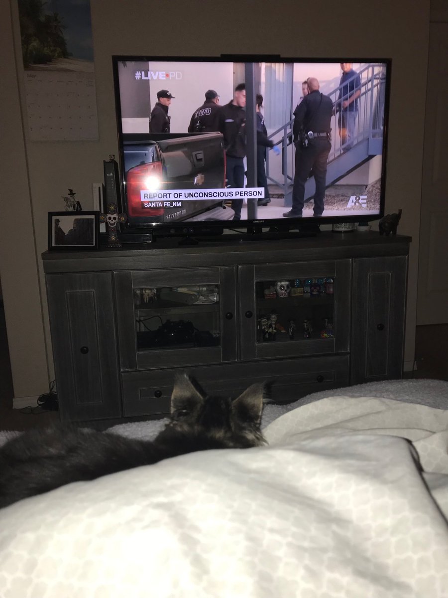 GoodvsEva's tweet photo. #livepd my new Kitten, Guillermo is learning some new cuss words !! #babyears #earmuffs https://t.co/nO9rgry470