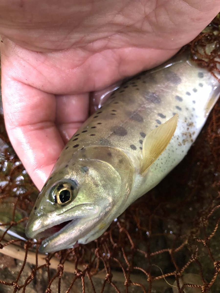 george0126's tweet photo. 最近釣った魚達 https://t.co/PpYWptbxgK