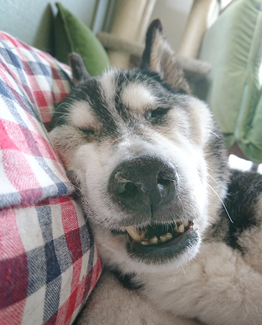 ブサカワ犬 ブサカワ犬