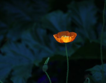 花の名前の漢字を紹介 一文字や三文字 かっこいい漢字 名付けに使える名前も解説 生活の知恵 Sumica スミカ 毎日が素敵になるアイデアが見つかる オトナの女性ライフスタイル情報サイト