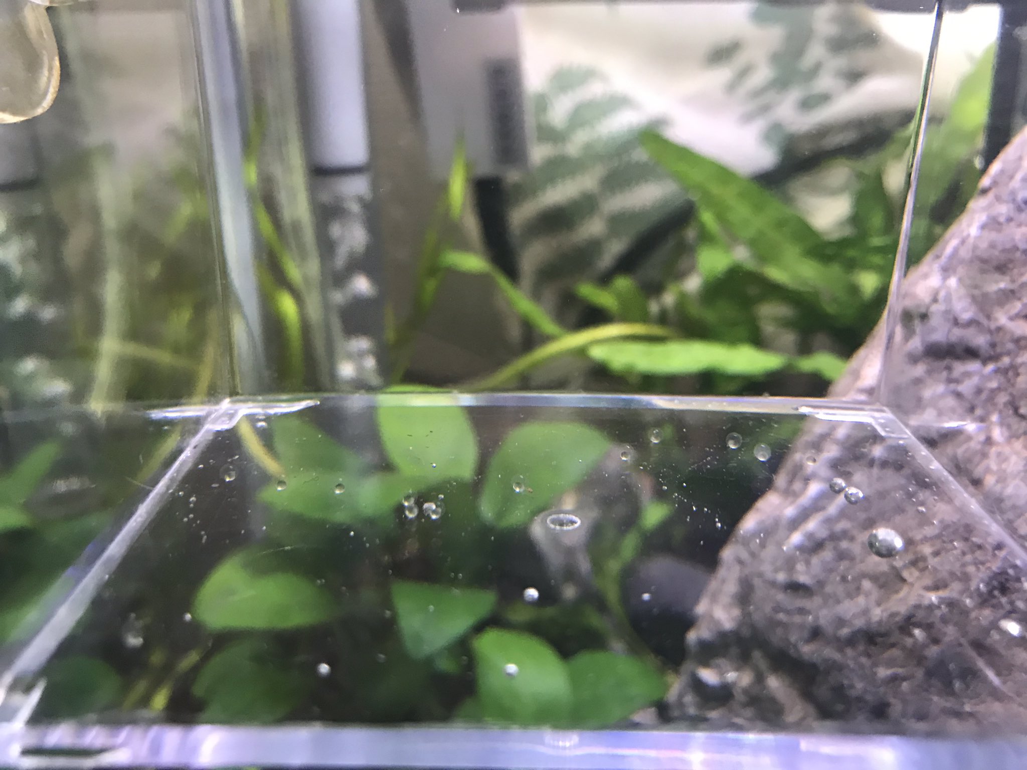 Aquarium 採卵最多記録更新 ママハナビ凄い 増えすぎるから次からは採卵やめて自然繁殖にしようかな アクアリウム ミクロラスボラハナビ