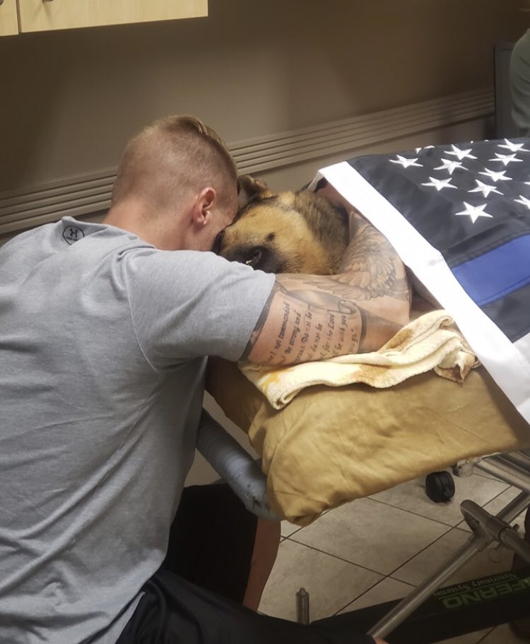 Code4Metz's tweet image. Heartbreaking update.  K9 Draco passed away at 7pm today, surrounded by his handler/family and fellow officers. He was a true part of the APD Family. Draco, thank you for serving Aurora and protecting your “person” so well. Rest well my friend, we’ll take it from here. @AuroraPD