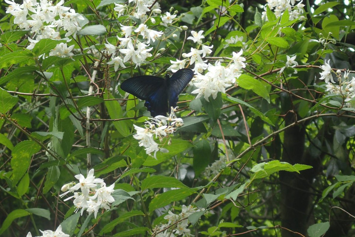 biome_official's tweet photo. #カラスアゲハ 。幼虫の食草は、カラスザンショウ、キハダ、コクサギなどミカン科の植物です。栽培品種のミカン科の植物では、幼虫は、あまり見られないようです。
#昆虫
#Insects
#山口
#Yamaguchi
#チョウ
#Batterflies https://t.co/c9id91Kw2v