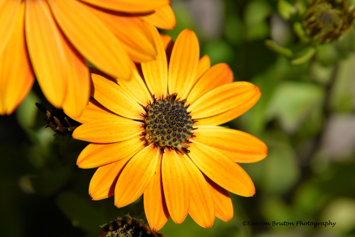 Silence is essential. We need silence, just as much as we need air, just as much as plants need light. If our minds are crowded with words and thoughts, there is no space for us. Thich Nhat Hanh