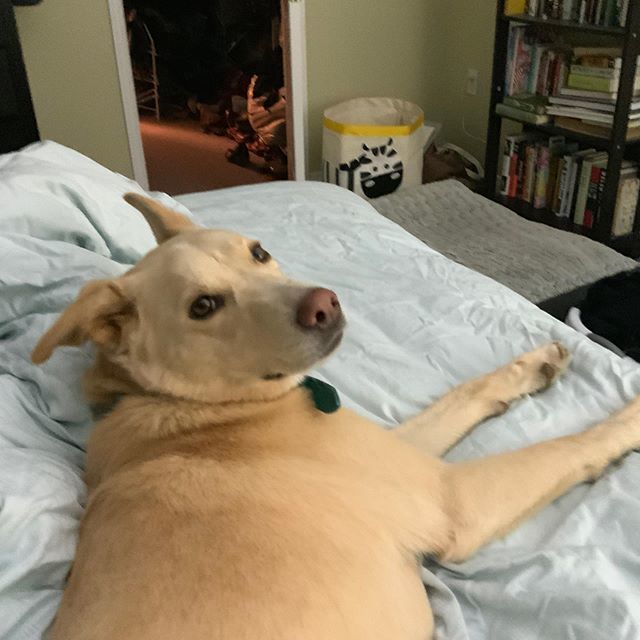 indigodragonfly's tweet photo. Please note HER bed is in the background.
-
#willowdiaries #minionantics #studiodogs #bedhog #huskylab https://t.co/slX17Dxteg https://t.co/jR00BtB2yC