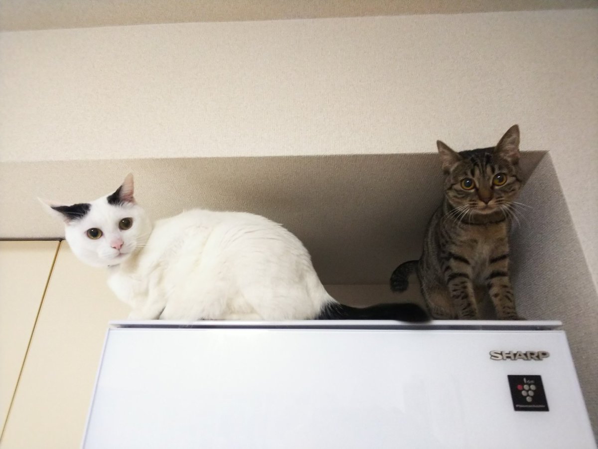 みほりーぬ tweet media