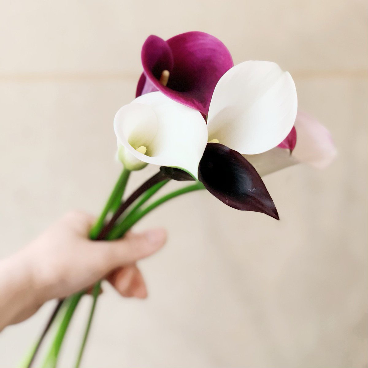 いろは花店 とてもきれいなカラーの切り花を入荷いたしました 黒のカラーもあり とってもおしゃれです 滋賀県 守山市 滋賀の花屋さん 花 カラー 入荷 花屋
