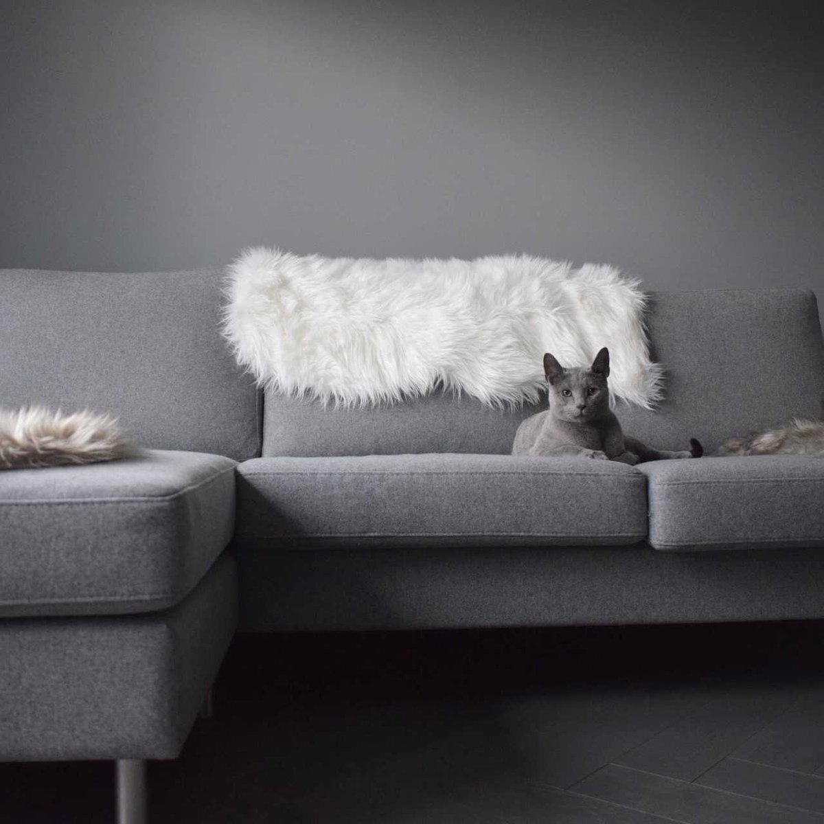 BoConcept_Scot's tweet image. There seems to be an amazing trend among our clients of cats on our furniture - our latest entry is Wolfgang, modelling the Indivi beautifully. Please keep the #CatsOfBoConcept coming!

#BoConcept #CatsOfInstagram #HyggeMoment
