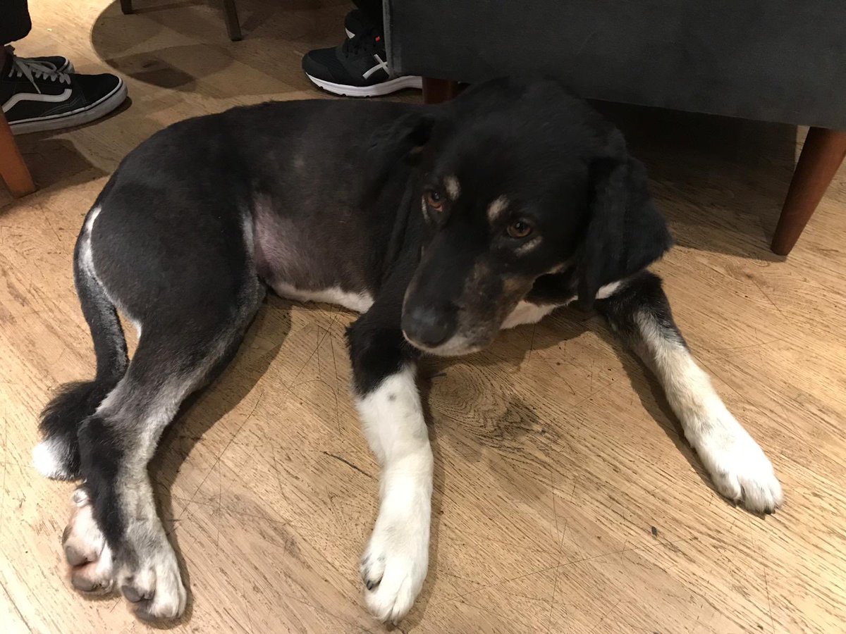 bauhsk's tweet photo. Kayıpsa sahibini değilse yeni yuvasını arıyoruz! https://t.co/8MTU6i678N