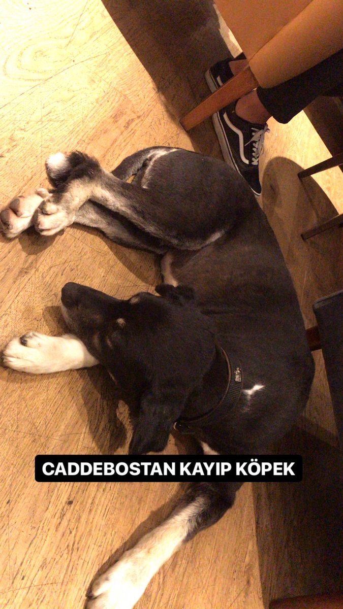 bauhsk's tweet photo. Kayıpsa sahibini değilse yeni yuvasını arıyoruz! https://t.co/8MTU6i678N