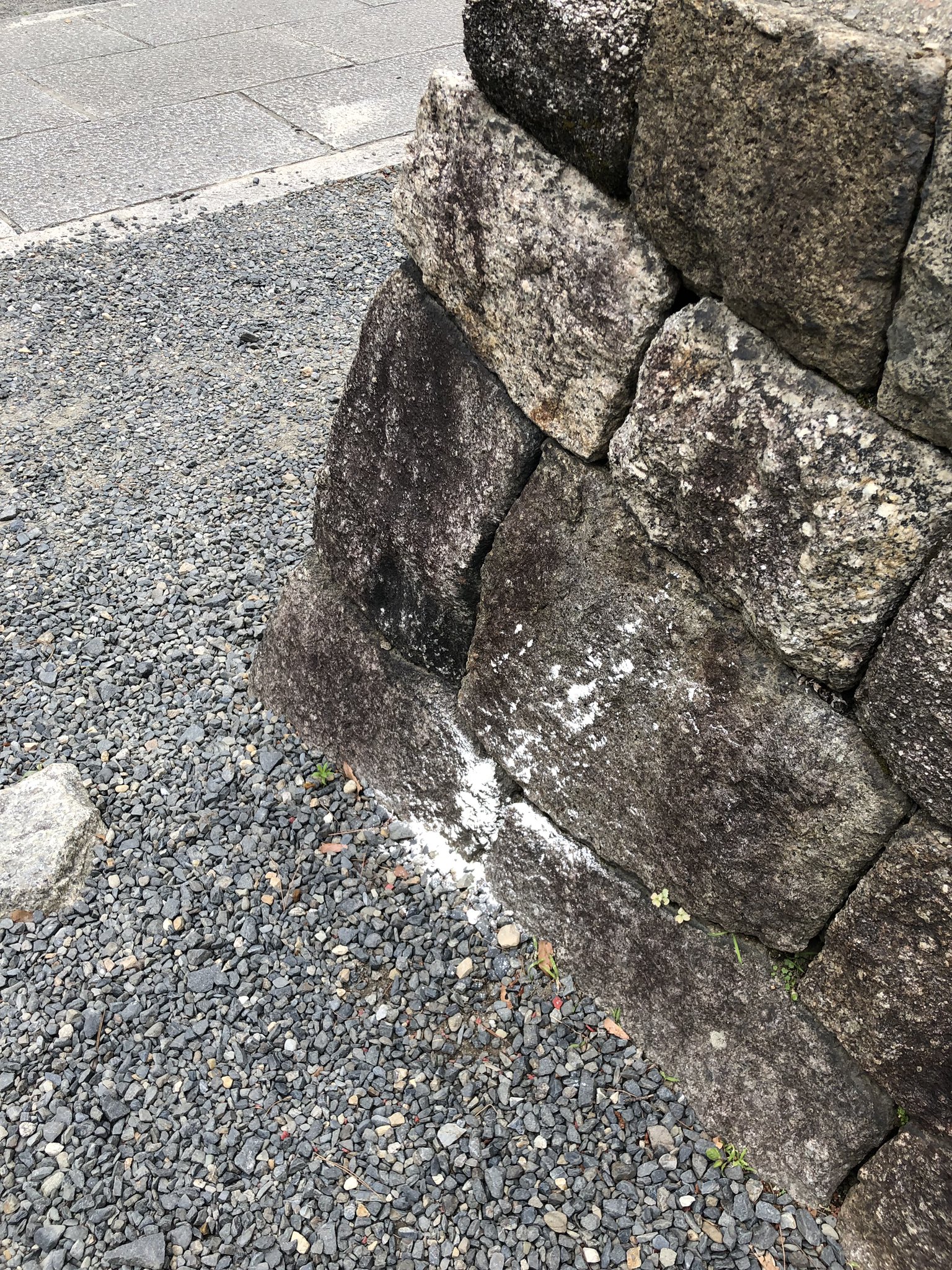 Takumi Kurata 倉田 匠 建仁寺歩いてたら白い粉 おそらく石灰 を撒く外国人に遭遇 追ったが走って行ってしまったので何もできず とりあえずお坊さんにはご報告 コケ が生える植え込みにもかかっている所もあるので 結構深刻かと 石灰は苔を痛める