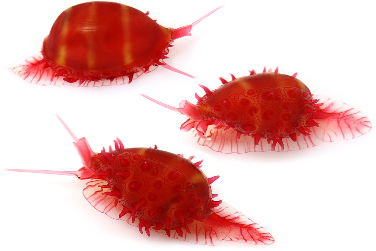 ゆうじ Twitterissa トゲトサカから得られたウミウサギの仲間 ヒナコダマウサギの稚貝っぽい 綺麗なんだけど外套膜 の独特の模様がちょっと毒々しい ドラゴンボールのドドリアさんを思い出した ウミウサギ類がいるトゲトサカといないトゲトサカがあるけど 違いが