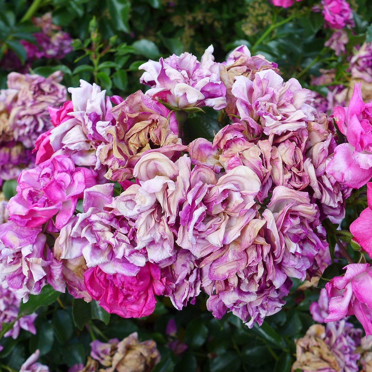 Maaggarden على تويتر Sind Bei Rosen Einzelne Bluten Oder Ganze Buschel Verbluht Sollten Sie Ausgeschnitten Werden Das Verhindert Dass Sie Bei Regen Faulen Und Gesunde Bluten Anstecken Und Sorgt Dafur Dass Die