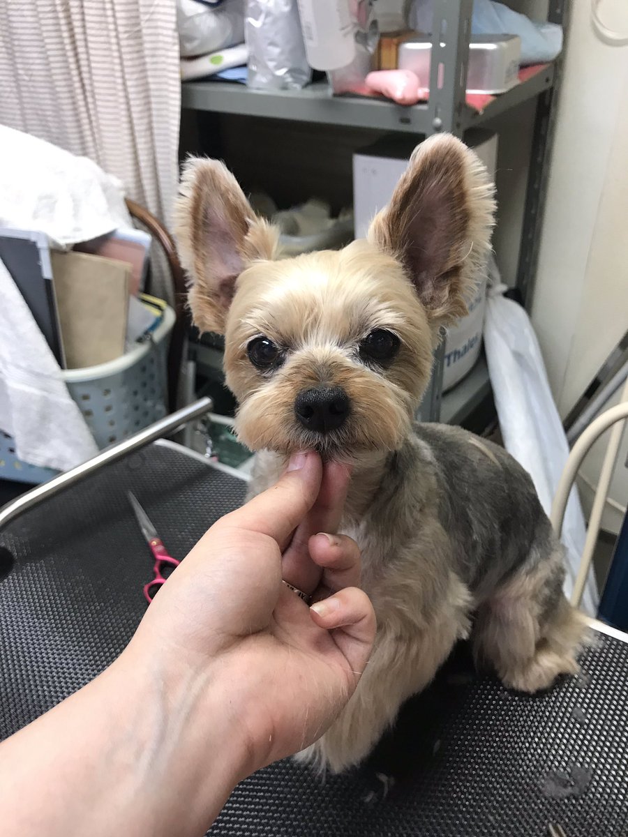 サマーカットされた動物たちに クソコラ感 被り物感 おっさん感 の声 Togetter