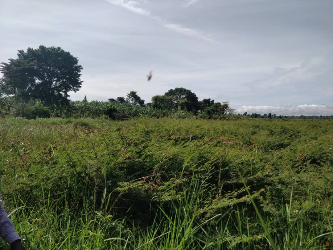 rotarymgreen's tweet photo. President of the Rotary Club of Jinja, Dr. Susan Kikira led a team of Rotarians, Ntembe Waguma Yasin, the Mission Green Officer, Edgar Rujumba, Director Projects, and Rtn.Justine Ojambo, the tree planting expert to the site were the club is going to plant trees https://t.co/CG7SG5Es3Y