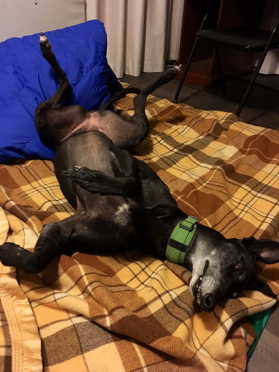 Grace_hound's tweet photo. Living my best life
#adoptagreyhound https://t.co/53tCZ0aEDV