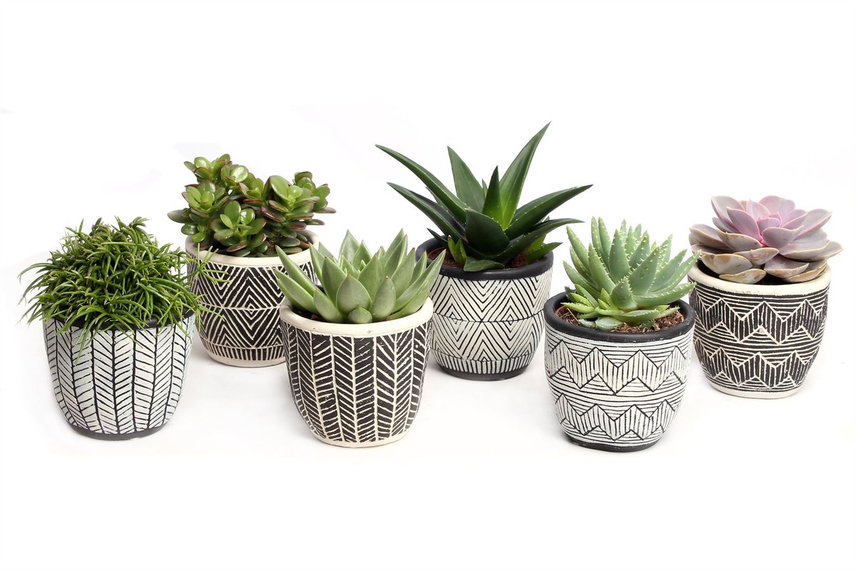 Looking for Wedding Favour Succulents? We've got you covered! heronhawker.com/blog/succulent…