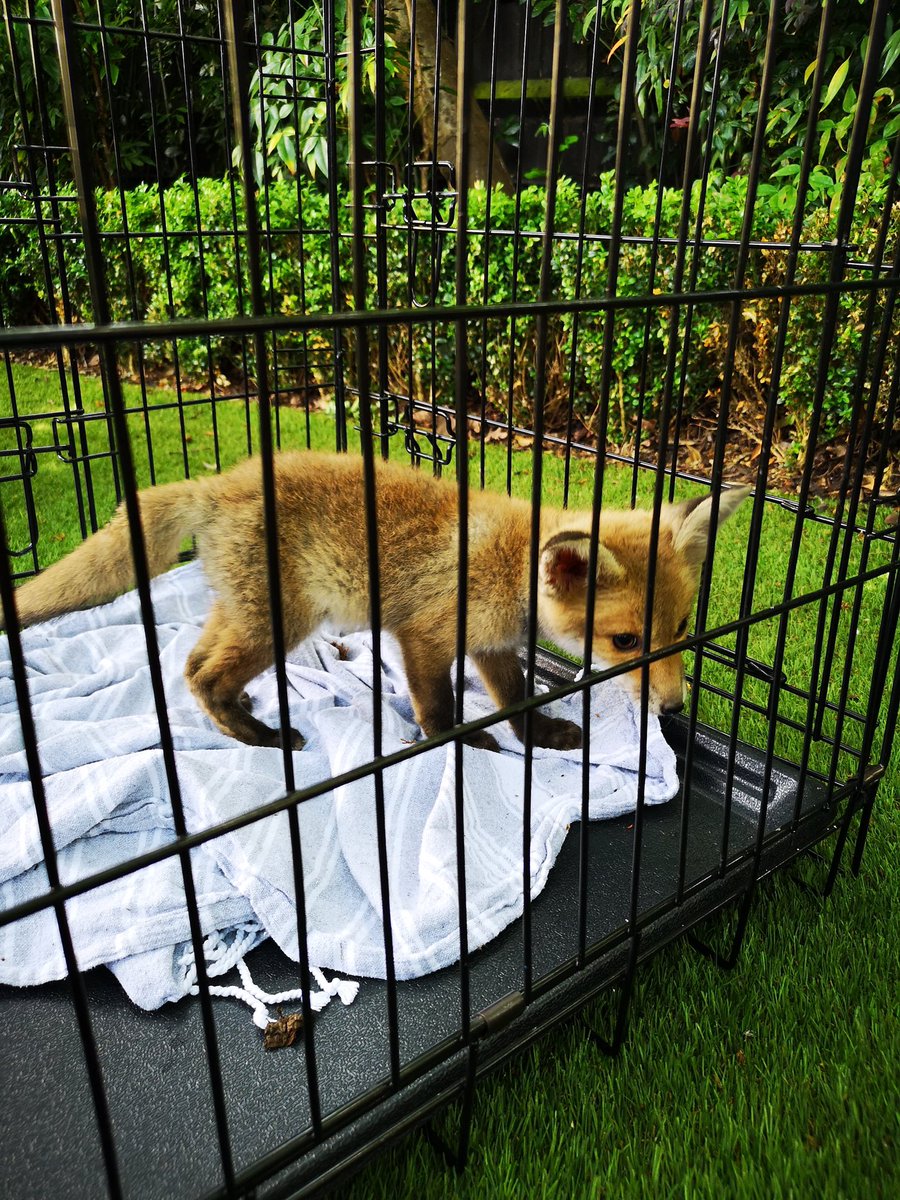 Kentish Town red watch attended this incident where a fox cub had got stuck in some fencing. #notjustfires Please call the RSPCA for animal related incidents in the first instance.
