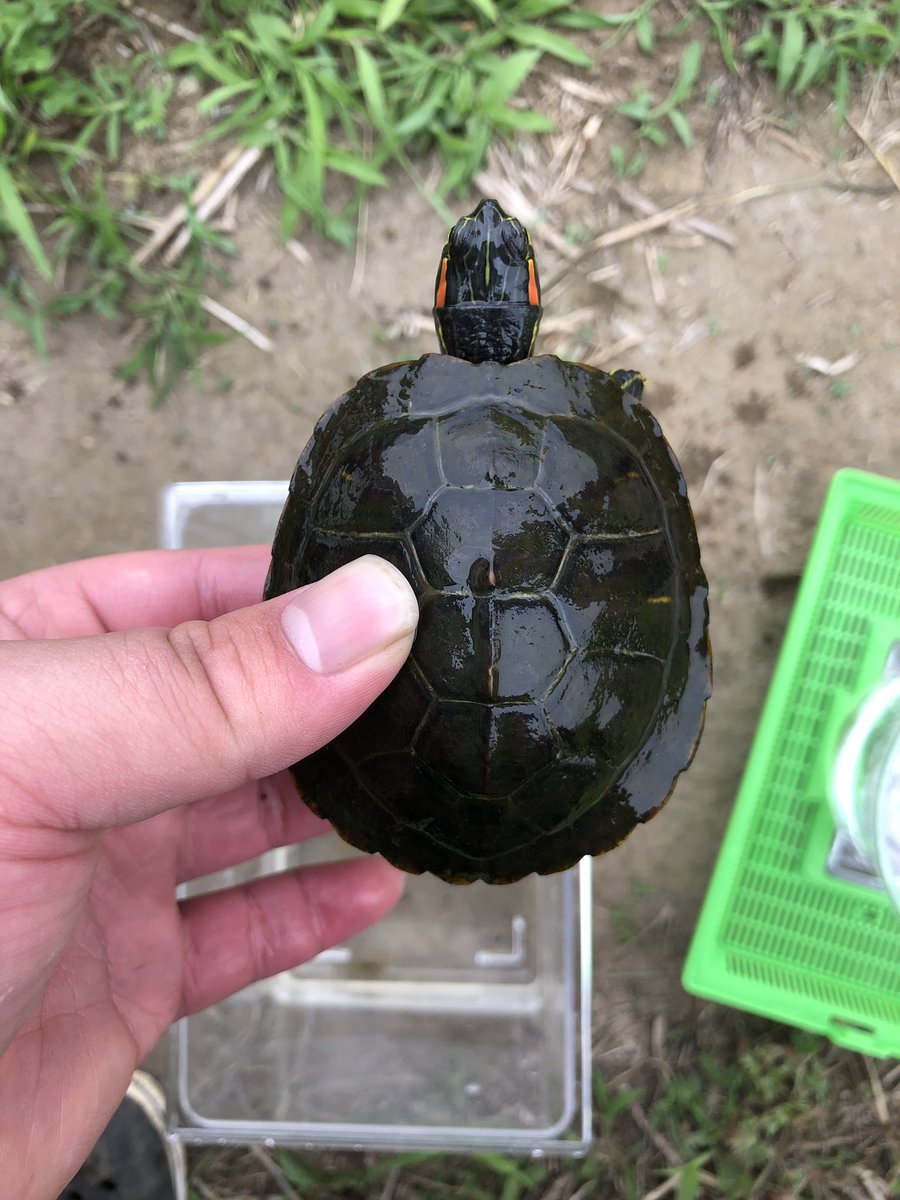 とみる これってなんの種類のカメか分かりますか 用水路にいました 匂い嗅いで臭くはないのでクサガメは外れました カメの種類