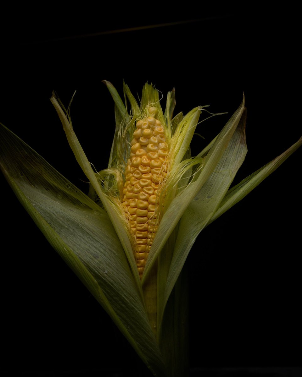 rjpimage's tweet photo. #foodphotography #sweetcorn #cornonthecob #strongs #vegstore #lytham #food #vegetables #shoot #product #photography #sony #zeiss55mm #ledligh #localbusiness #richardjonphotography @sonyimages @lythamlifeandstyle @shawsblackpool https://t.co/9vqoz1kNXb