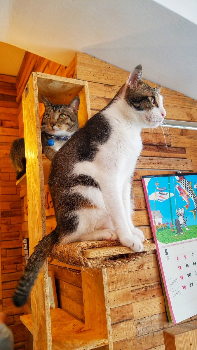 野生暗黑文青on Twitter 猫