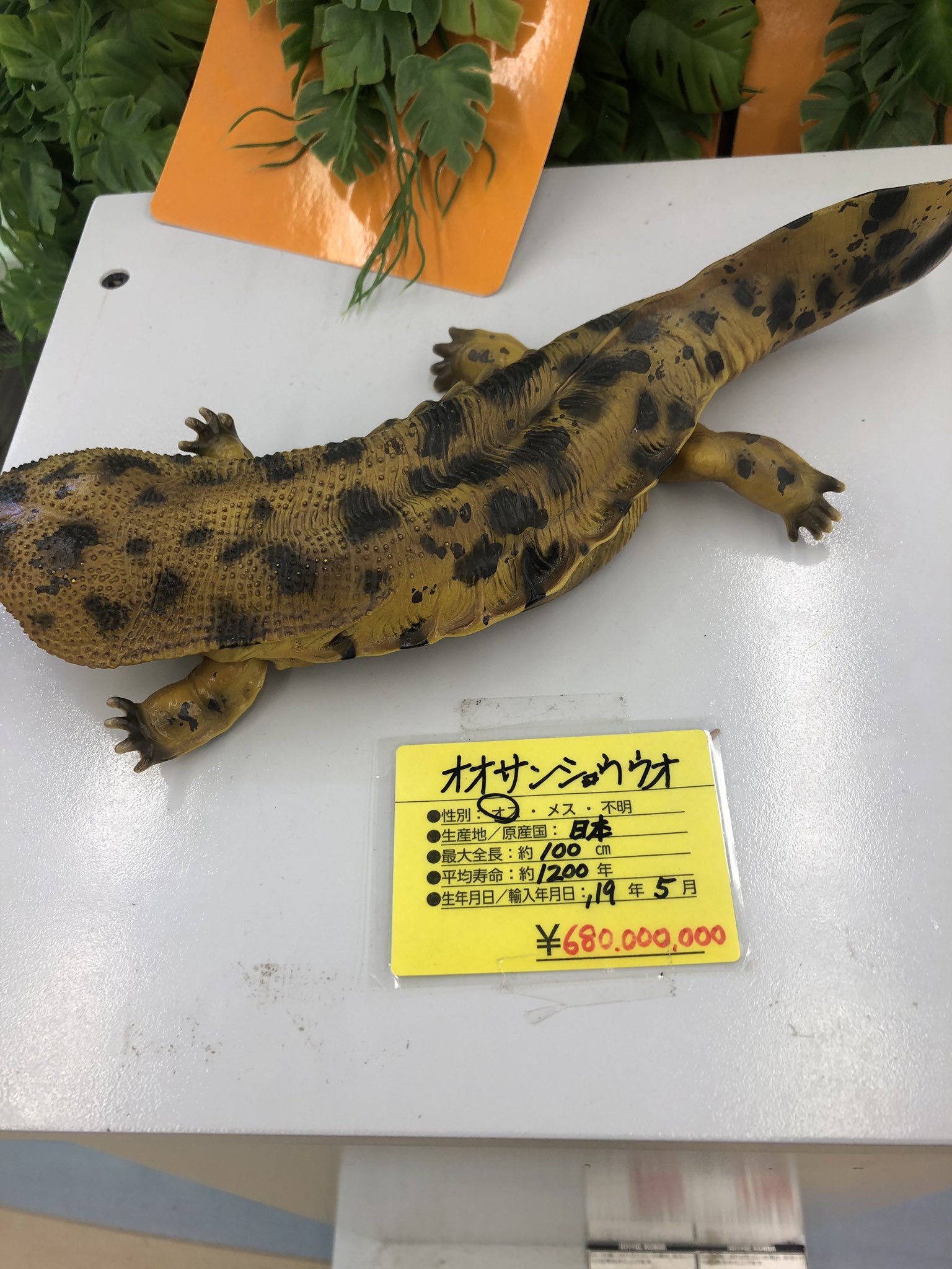 ヒカル Tren Twitter オオサンショウウオの値段に驚愕した ペットショップ