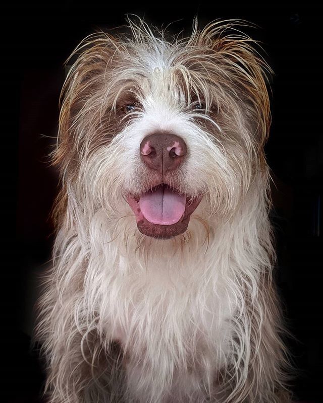 motorbikematt's tweet photo. #TheSal
#dog #dogphotography #dogportrait #briardstagram #briardsofinstagram #snapseed #pixel3 #mydogiscutest https://t.co/9frvduBT9U https://t.co/m59ZSu1eG5