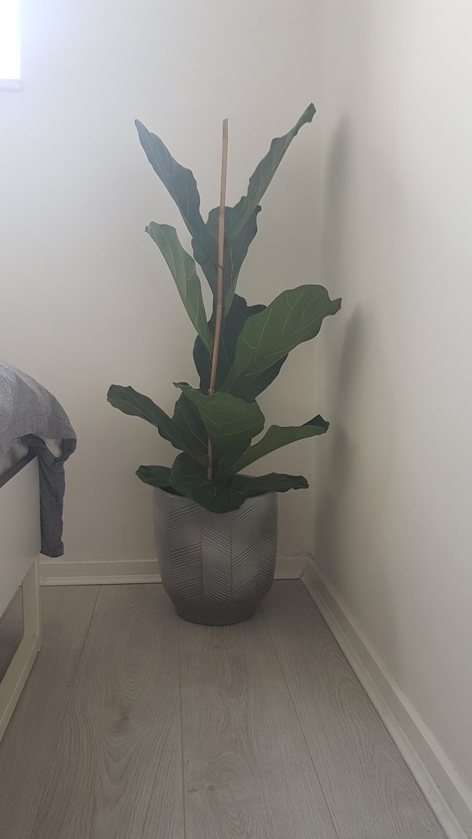 Sore arms and shoulders today and not sure if it's from climbing <a href="/TheStrongholdUK/">Stronghold</a> on Friday or from carrying a heavy pot home from <a href="/HeronHawker/">Heron Hawker</a> yesterday. But anyway, Francis has a new home, a little large perhaps but I'm not carrying it back now! #shouldhavegotanuber