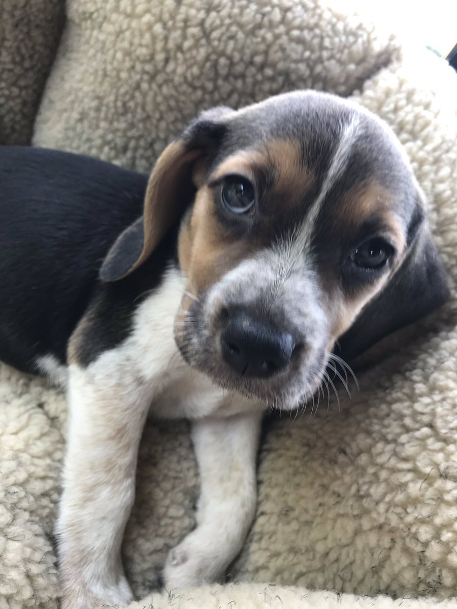 BeagleandMe's tweet photo. #DailyMabel

Mabel is 1 today! She’s the most bonkers, Mischievous loving little pooch I know. BFFs forever 💜 🎂 https://t.co/BSUpfM7BGQ