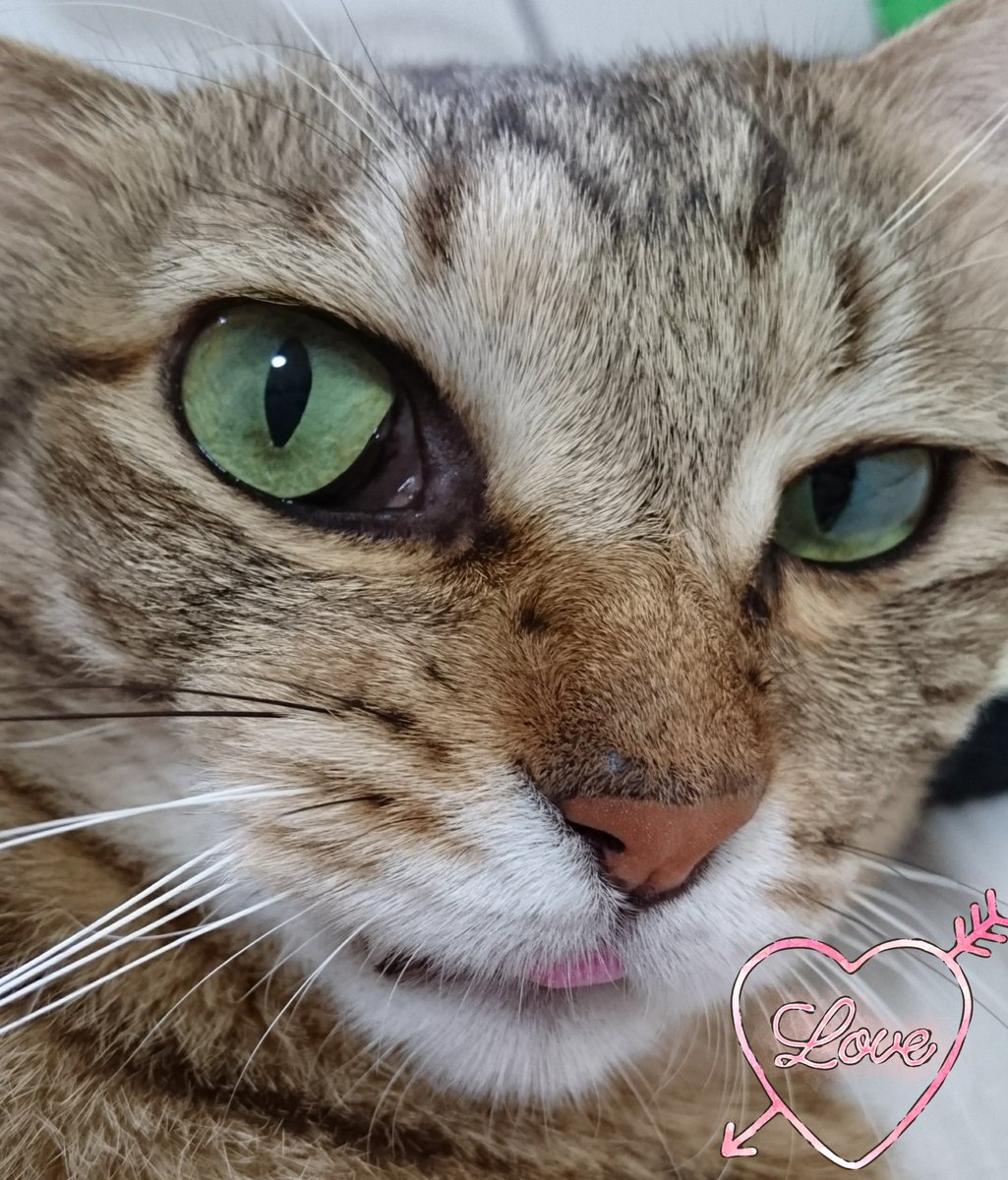 猫さんの食欲がなく、手のひらからじゃないと食べなくなったので病院で 