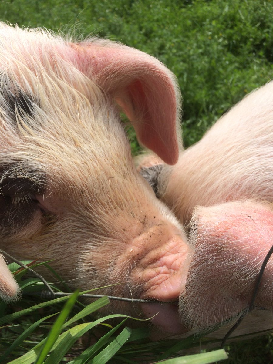 Court Farm Shop tweet media