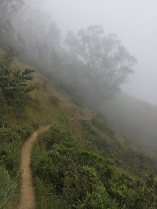 ☁️⛰☁️ Summer is coming. 10+ miles of #SFRC #trailrun this morning under and through thick #fog. Miwok<a href="/tag/sfrc"class="tags">#SFRC</a><a href="/tag/trailrun"class="tags">#trailrun</a><a href="/tag/fog"class="tags"><span>#fog</span></a>