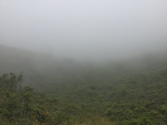 ☁️⛰☁️ Summer is coming. 10+ miles of #SFRC #trailrun this morning under and through thick #fog. Miwok<a href="/tag/sfrc"class="tags">#SFRC</a><a href="/tag/trailrun"class="tags">#trailrun</a><a href="/tag/fog"class="tags"><span>#fog</span></a>