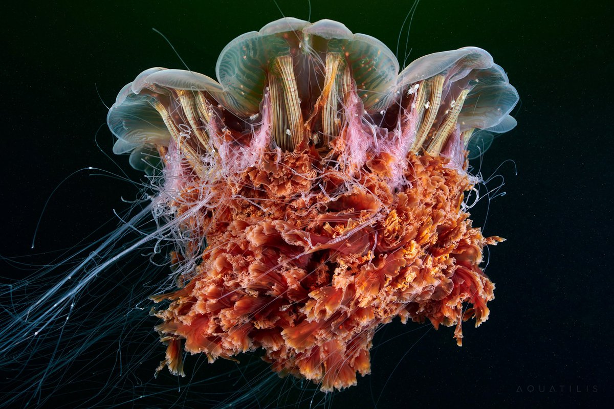 ③ Cyanea capillata (part 1) ~ “Lion’s mane” largest known species and one of the coolest looking in my opinion 