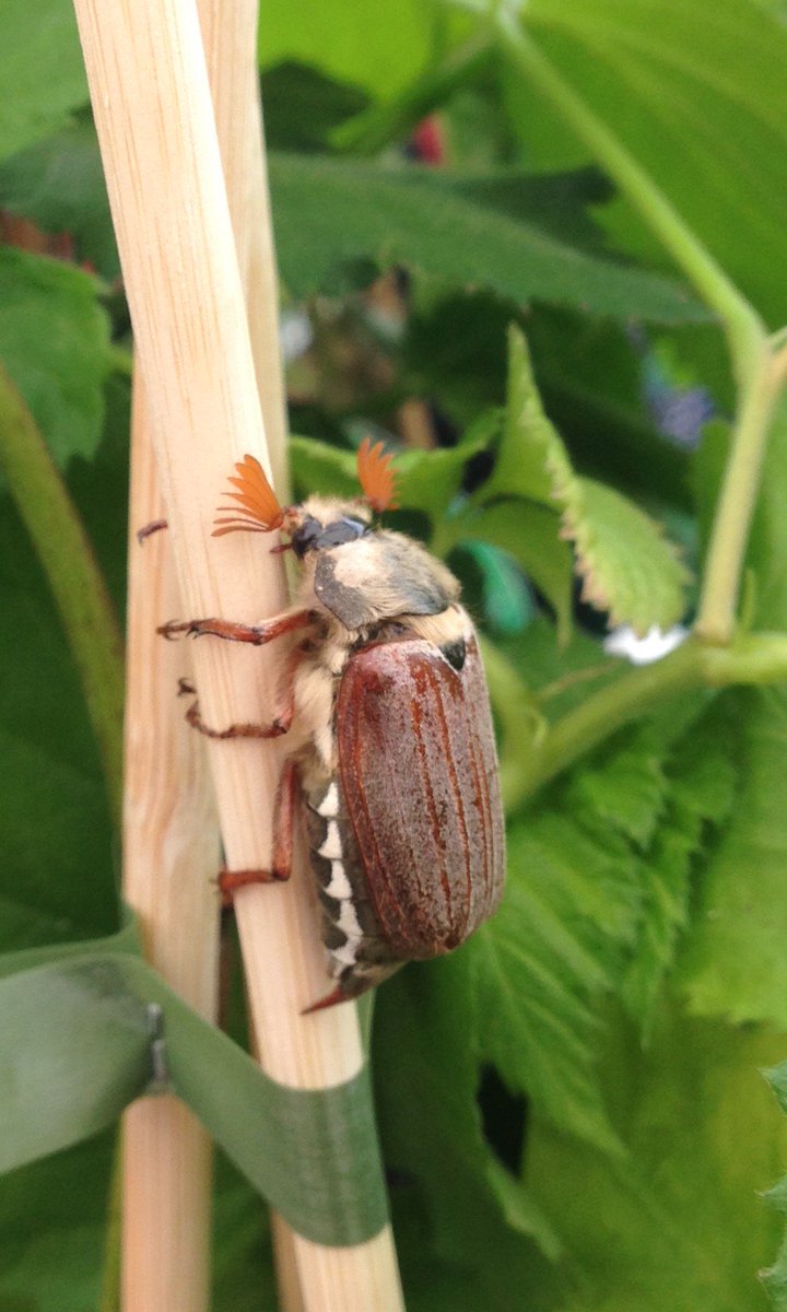 Dylan Hodgkiss tweet media