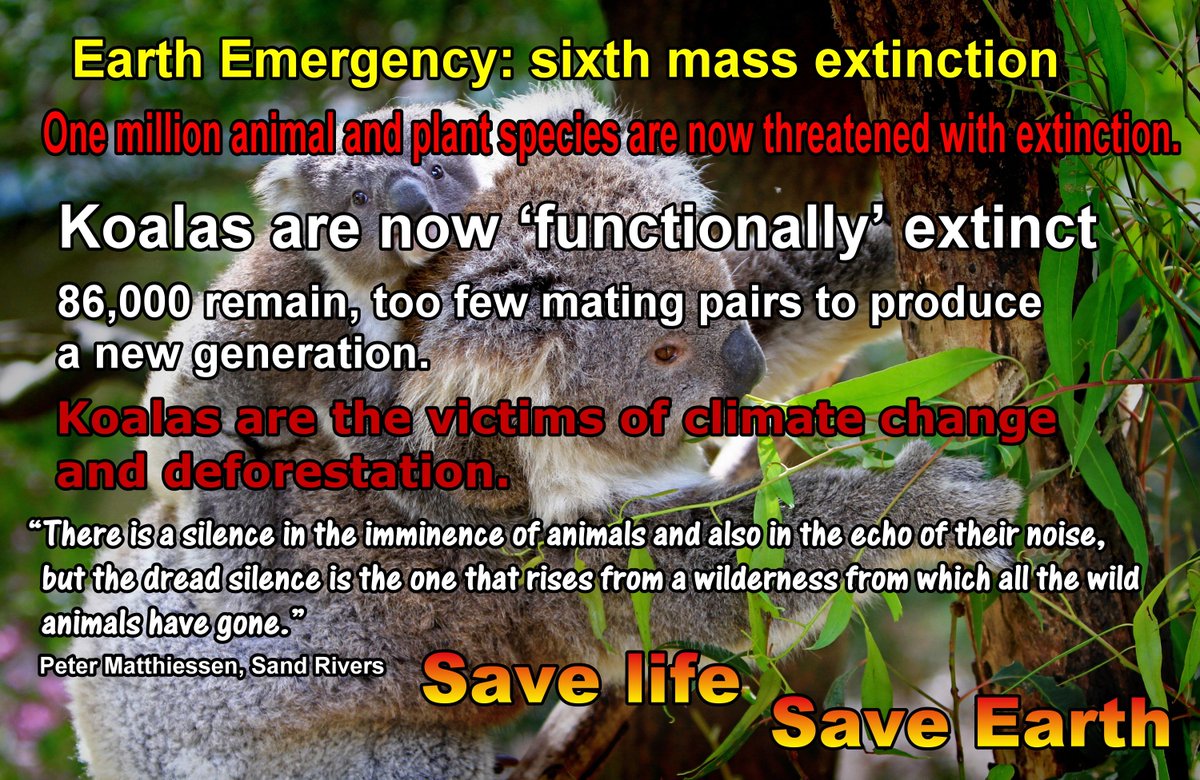 #Environment #NatureEmergency #ExtinctionEmergency #Koalas are now functionally extinct they are the victims of #ClimateChange #deforestation #SaveEarth
