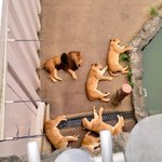 多摩動物公園でリアルどうぶつタワーバトルやってた!