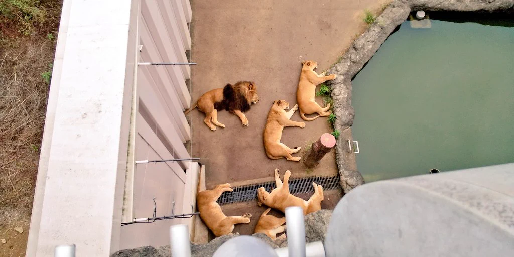 多摩動物公園でリアルどうぶつタワーバトルやってたwww
