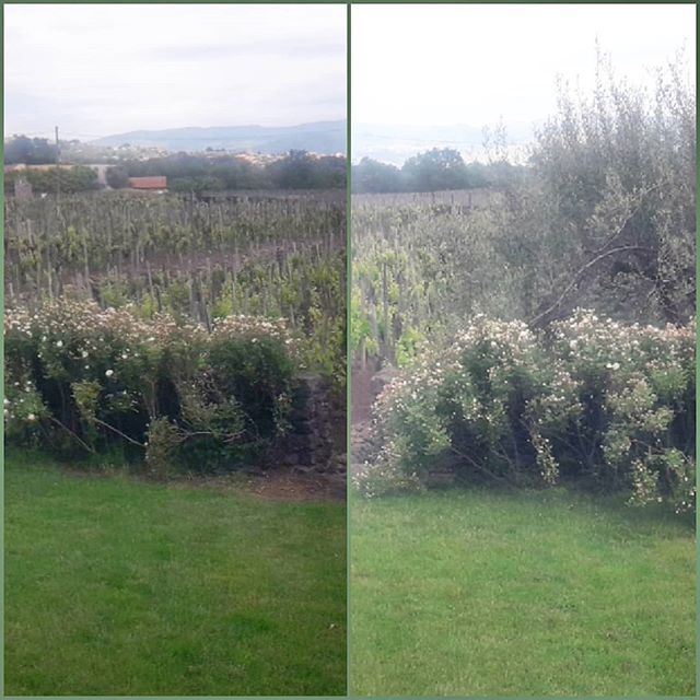 Tenuta Moscamento Etna nord est #Fischetti 
Alberelli centenari e nessun tipo di irrigazione - 
#wine #winelover #winetour #vineyard #oldvine #alberello #nerellomascalese #nerellocappuccio #carricante #catarratto #etnawine #etnadoc #sicilywine #sicilia #alberelloetneo #volca…