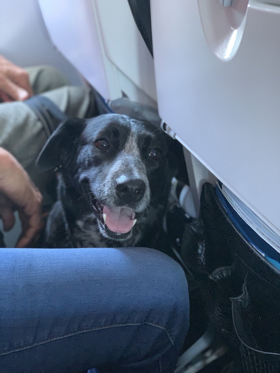 26_2mi's tweet photo. Started off #WWDC19 right! This very good girl greeted me when I sat, then flew to San Jose with me. #WWDC2019 https://t.co/7bAPxNCkAP