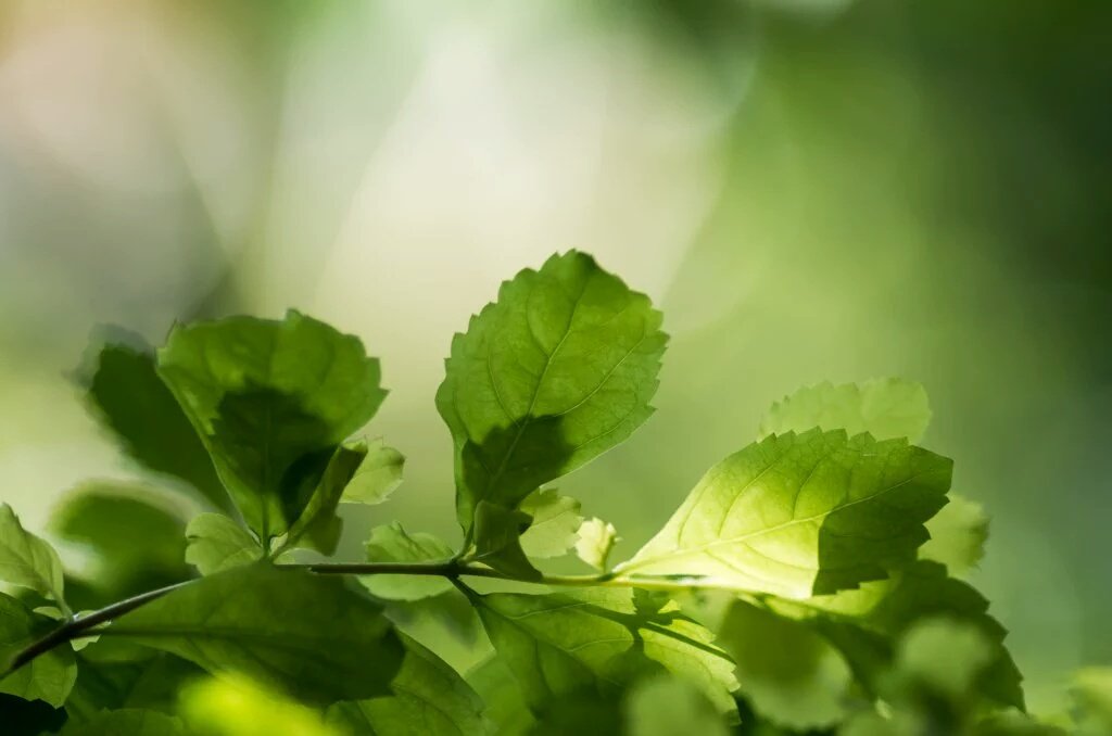 모든
부정적인 소요들을

깨끗이 정화할때

맑은 긍정에너지가
샘솟아 올라오게 됩니다

마음의 청소를 시작하세요

티끌하나 없는 본래의
나 자신으로 돌아가세요

그 안에 진정한 평화가 있습니다