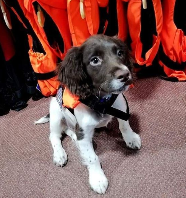 kingsbridgeinfo's tweet photo. Ashby's of Salcombe &amp; Kingsbridge are two local stores renowned for their wide range of stock from local produce &amp; caravan accessories, to doggy life jackets &amp; kayaks - everything you need to make the most of  your holiday here! https://t.co/XrQxayvymT

#SpanielPup #DogLifeJacket https://t.co/wL6YkXx3b9
